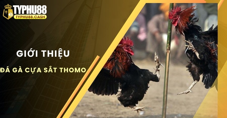 Giới thiệu đôi nét về đá gà cựa sắt Thomo