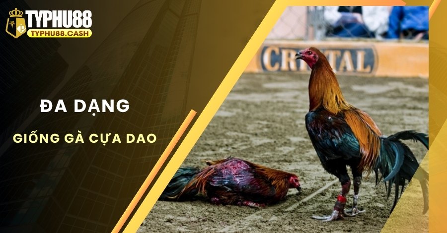 Có đa dạng giống gà thi đấu