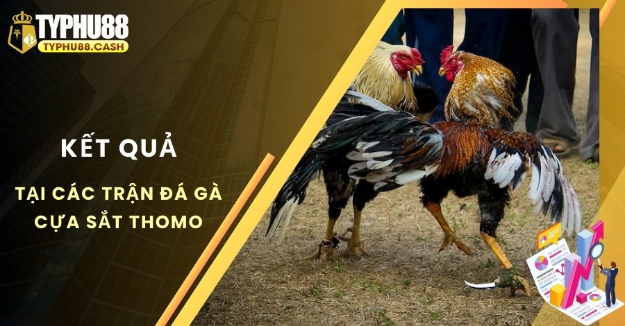 Xem lại lịch sử kết quả các trận đá gà cựa sắt Thomo